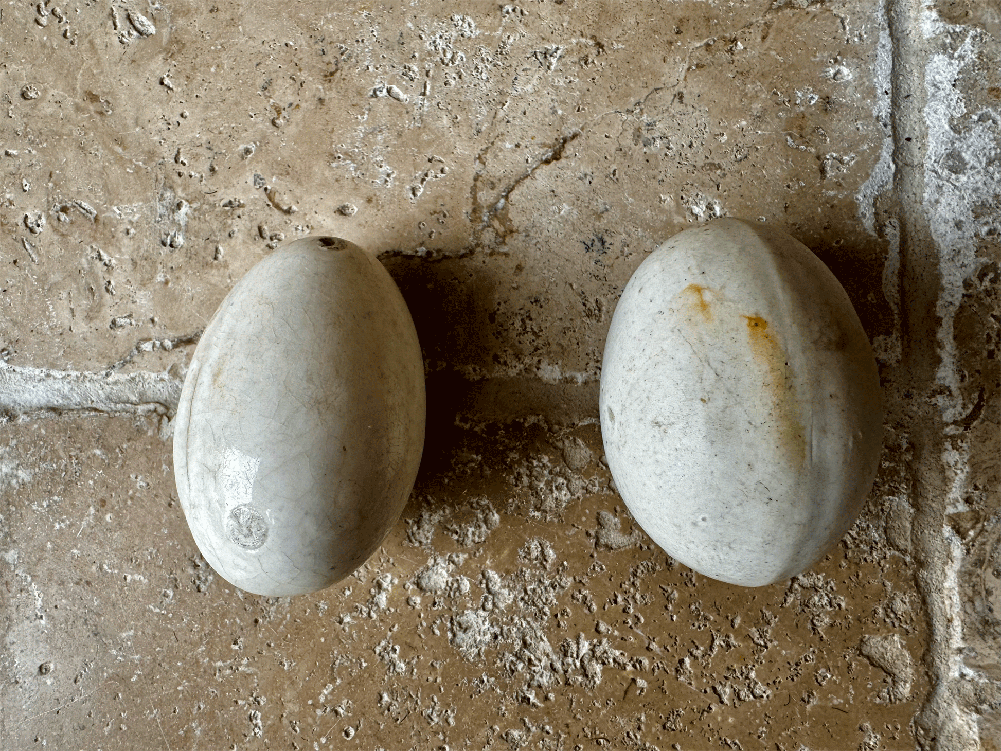 antique english white ironstone dummy broody vintage laying egg