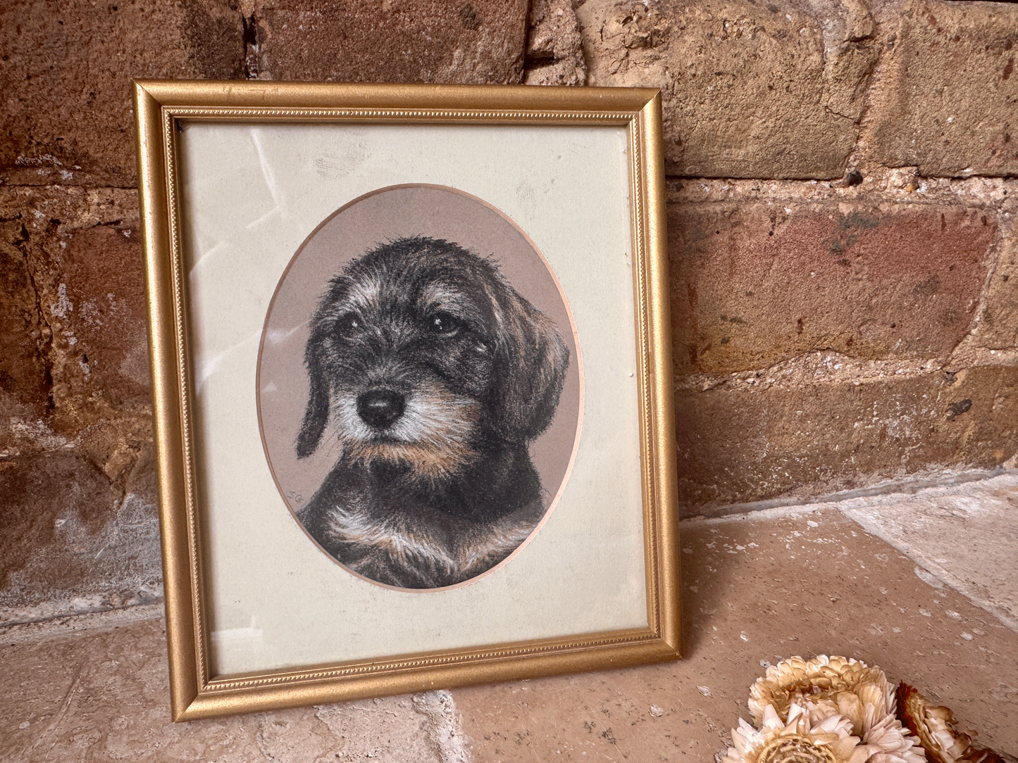 vintage english signed framed pastel drawing rough haired dachschund susan geere